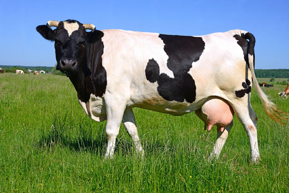 Udder hygiene products before and after milking